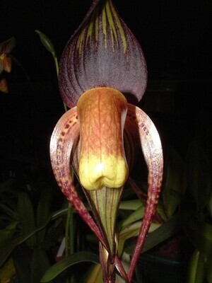Paphiopedilum intaniae `Storm` x anitum `Dark Angel`