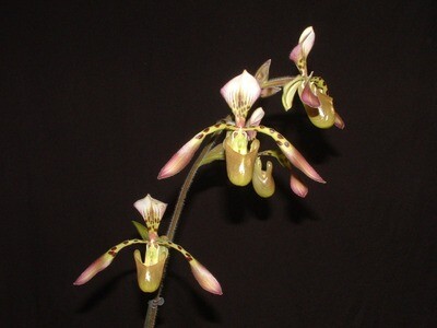 Paphiopedilum Houghtoniae (rothschildianum `Anja` GM/DOG x haynaldianum `Super-Wien` GM/A/ DOG