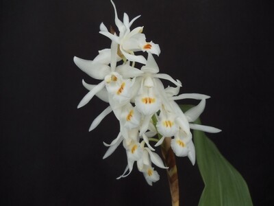 Coelogyne stricta