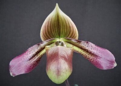 Paphiopedilum Erika Potent ( hookerae x urbanianum)