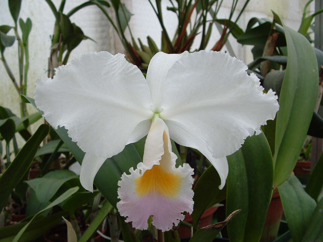Cattleya trianae