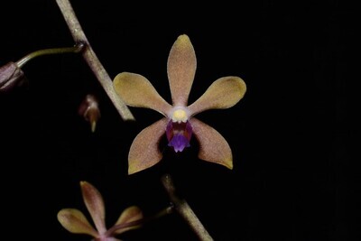 Vandaenopsis Testaceana (Vanda coerulescens x Phalaenopsis  braceana)