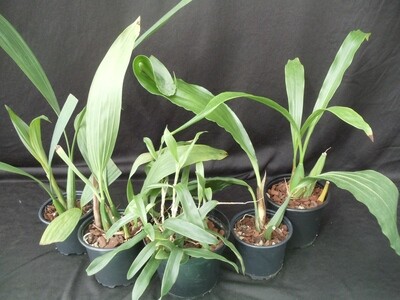 Coelogyne Set 5 verschiedene Pflanzen