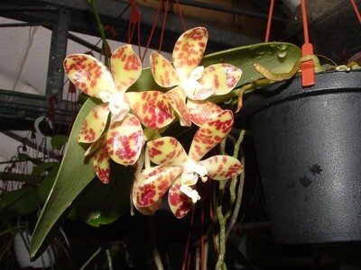 Phalaenopsis doveryensis blühstarke Nachzucht