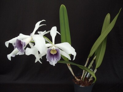 Laelia purpurata var. werkhäuseri `Blueprint #4` blühstarkes Einzelstück Laelia purpurata var. werkhäuseri `Blueprint #4` blühstarkes Einzelstück