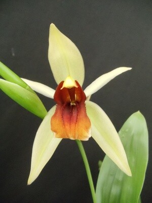Coelogyne salmonicolor x usitana blühstark