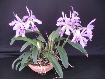 Cattleya maxima `Highland Range` große Schaupflanze Cattleya maxima `Highland Range` große Schaupflanze