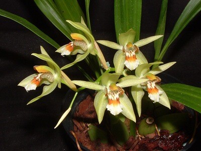 Coelogyne erikaense  syn. salvaneriana