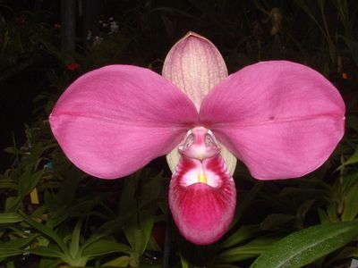 Phragmipedium kovachii kräftig mit Neutrieb