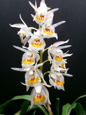 Coelogyne holochila