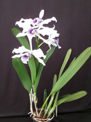 Laelia purpurata var. werkhäuseri `Blue to Grey` blühstarkes Einzelstück