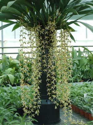 Coelogyne dayana `Anja`  GM/DOG blühstarkes Teilstück