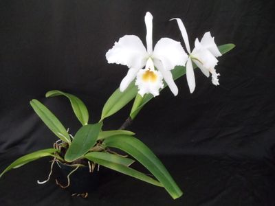 Cattleya gaskelliana var. alba `White Night`