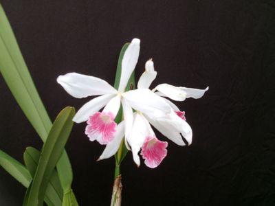 Laelia purpurata var. carnea `Silva Child 46` blühstark