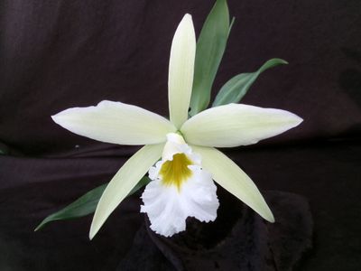 Cattleychea Ernst-F. Horn ( Encyclia mariae x Laelia jongheana (alba) )
