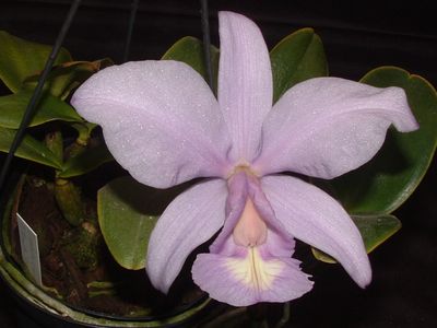 Cattleya nobilior var. coerulea `Francesco Miranda` Mutterpflanzenteilstück Cattleya nobilior var. coerulea `Francesco Miranda` Mutterpflanzenteilstück