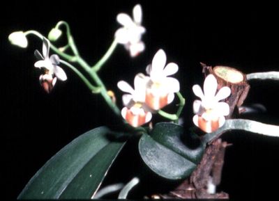 Phalaenopsis lobbii