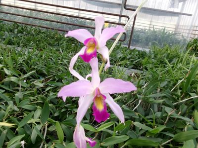 Laelia Nemesis ( superbiens x anceps ) blühstark groß