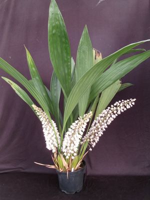 Coelogyne multiflora `Burnham`  großes Schaustück