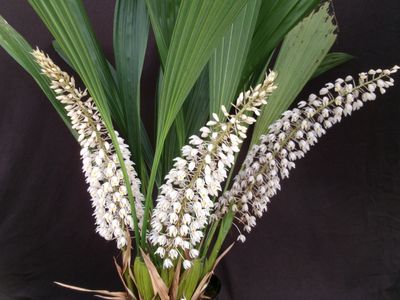 Coelogyne multiflora `Burnham`  großes Schaustück
