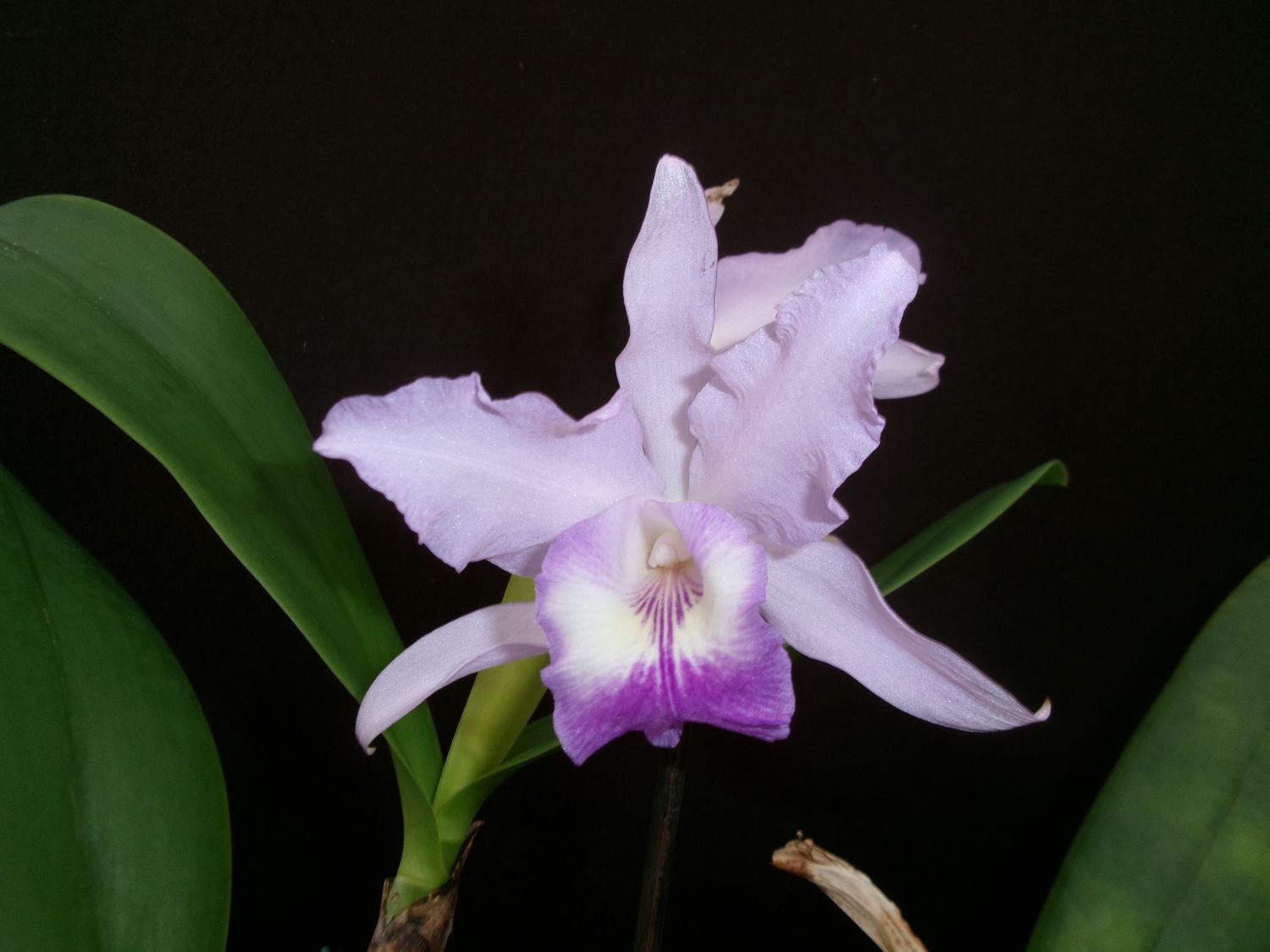 Cattleya skinneri var. coerulea x maxima var. coerulea – Shop ...