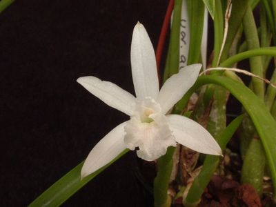 Laelia lundii var. alba