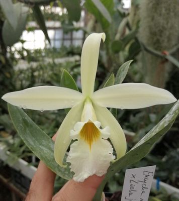 Cattleychea Ernst-F. Horn ( Encyclia mariae x Laelia jongheana (alba) )