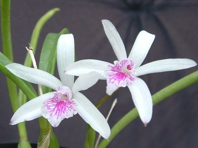 Laelia lundii