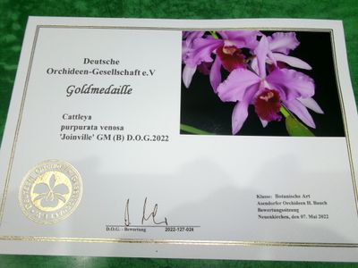 Laelia purpurata var. venosa `Joinville` GM / DOG x self Laelia purpurata var. venosa `Joinville` GM / DOG x self