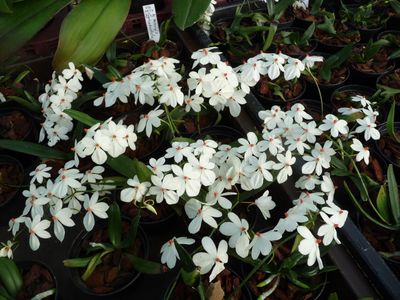 Aerangis rhodosticta ( syn. luteo-alba ) blühstark