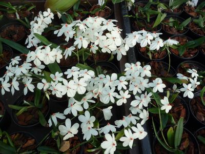 Aerangis rhodosticta ( syn. luteo-alba ) blühstark