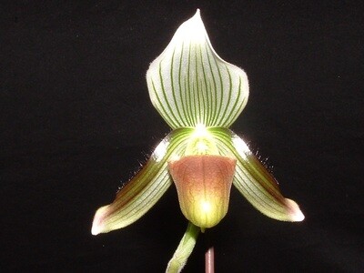 Paphiopedilum callosum var. potentianum