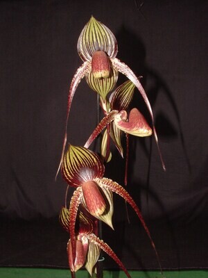 Paphiopedilum anitum x rothschildianum (Wössner Black Wings)