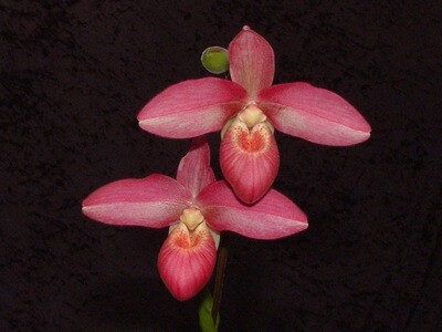Phragmipedium Andean Fire  ( besseae x lindleyanum ) Teilstück blühstark