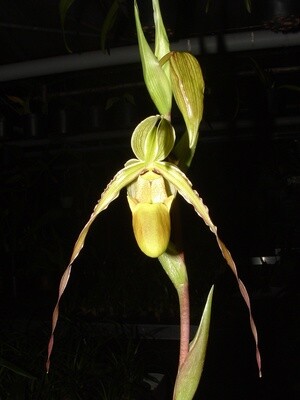 Phragmipedium longifolium `Graue` x self
