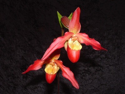 Phragmipedium Living Fire  ( besseae x Sorcerer`s  Apprentice )