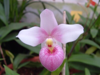 Phragmipedium schlimii