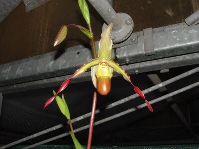 Phragmipedium Sorcerer`s Apprentice  blühstark