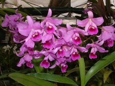 Cattleya bowringiana `Lund` x self