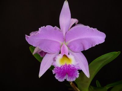 Cattleya Harold ( warszewiczii x gaskelliana ) blühstark