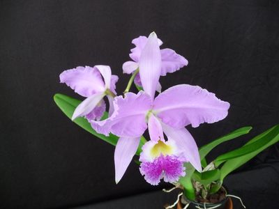 Cattleya Harold ( warszewiczii x gaskelliana ) blühstark