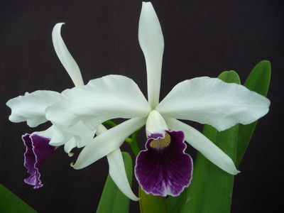 Laelia purpurata var. aco `Kohler` x `do Palco` fast blühstark