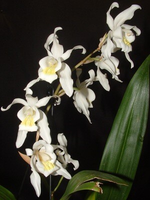 Coelogyne spec. unbekannt No. 22