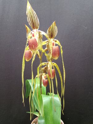 Paphiopedilum Asendorf Royal Sands (Bel Royal x sanderianum)