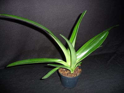 Paphiopedilum Asendorf Royal Sands (Bel Royal x sanderianum)