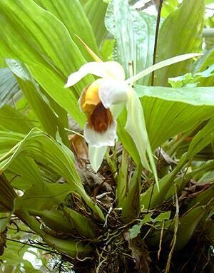 Coelogyne rumphii `Rianne`