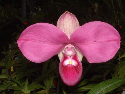 Phragmipedium kovachii  kräftig Nachzucht