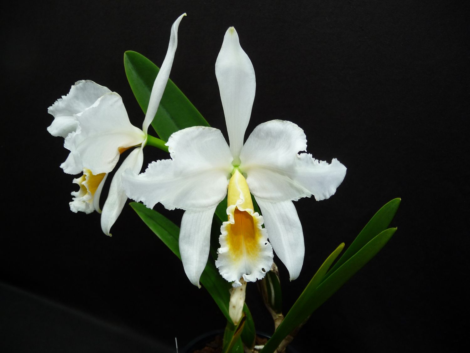 Cattleya percivaliana var. alba `Whitestone` Einzelstück – Shop ...