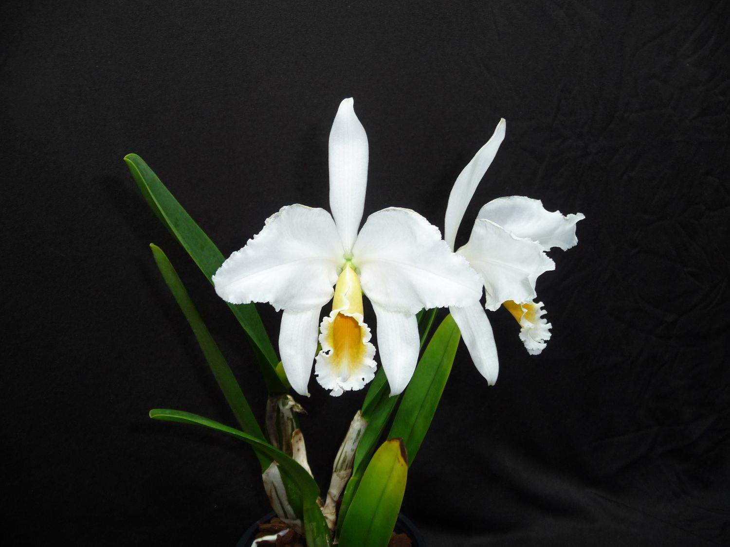 Cattleya percivaliana var. alba `Whitestone` Einzelstück – Shop ...