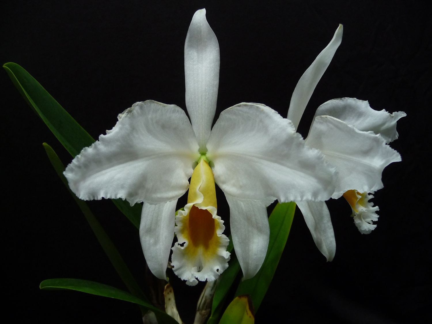 Cattleya percivaliana var. alba `Whitestone` Einzelstück – Shop ...